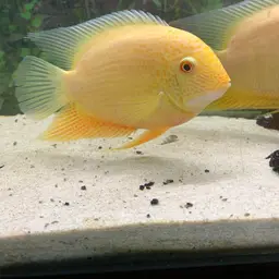 Severum, photo 8