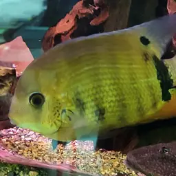 Severum, photo 9