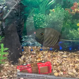 Severum, photo 10