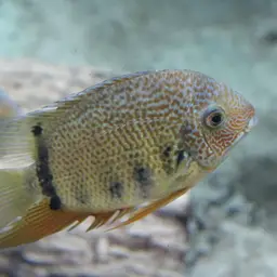 Severum, photo 11
