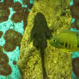 Severum, photo 12