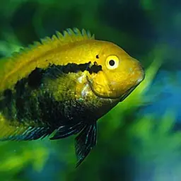 Rainbow Cichlid, photo 2
