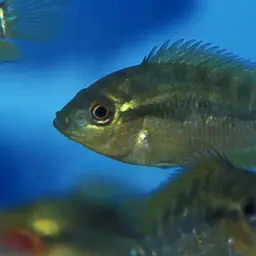 Rainbow Cichlid, photo 3