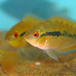 Rainbow Cichlid, photo 4