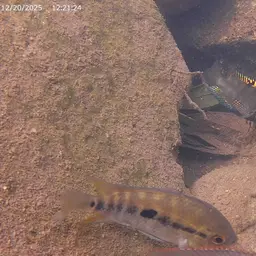Rainbow Cichlid, photo 6