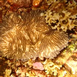 Slipper Coral, photo 2