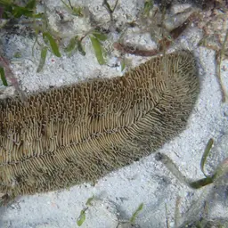 Slipper Coral, photo 3
