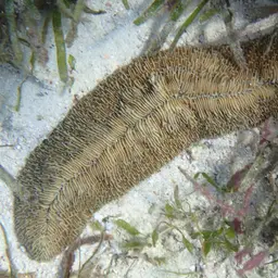 Slipper Coral, photo 4