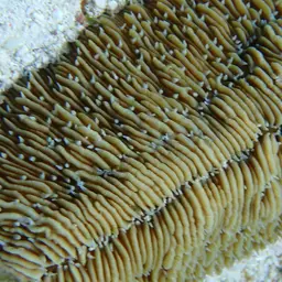 Slipper Coral, photo 5