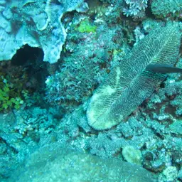 Slipper Coral, photo 6