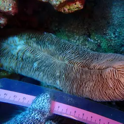 Slipper Coral, photo 7