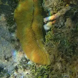 Slipper Coral, photo 8