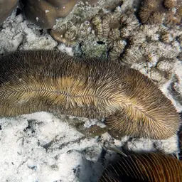 Slipper Coral, photo 9