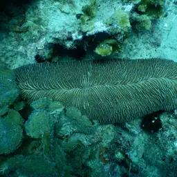 Slipper Coral, photo 10