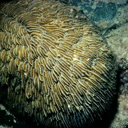 Slipper Coral, photo 1
