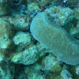 Slipper Coral, photo 11
