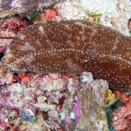 Slipper Coral, photo 12