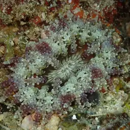 Aurora Anemone, photo 1