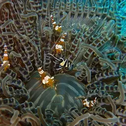 Aurora Anemone, photo 2