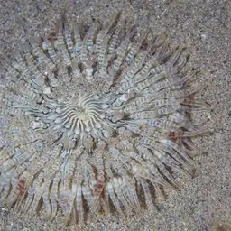 Aurora Anemone, photo 3