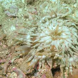 Aurora Anemone, photo 4