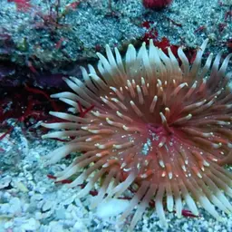 Aurora Anemone, photo 5