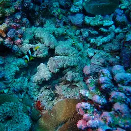 Aurora Anemone, photo 6