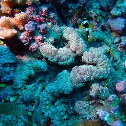 Aurora Anemone, photo 7