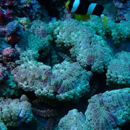 Aurora Anemone, photo 8