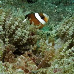 Aurora Anemone, photo 9