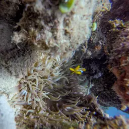 Aurora Anemone, photo 11