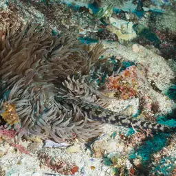 Sebae Anemone, photo 1