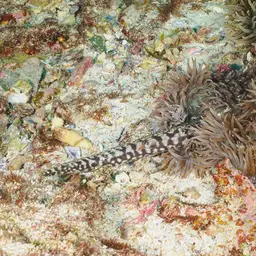 Sebae Anemone, photo 2
