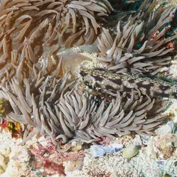 Sebae Anemone, photo 3