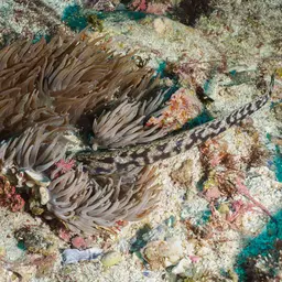 Sebae Anemone, photo 4