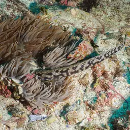 Sebae Anemone, photo 5