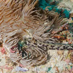 Sebae Anemone, photo 6
