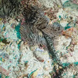 Sebae Anemone, photo 7