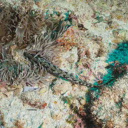 Sebae Anemone, photo 8