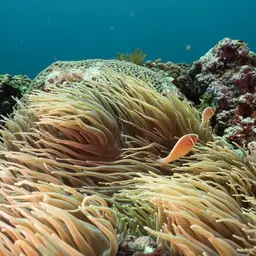 Sebae Anemone, photo 9