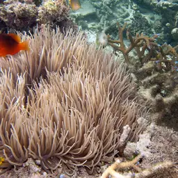 Sebae Anemone, photo 10