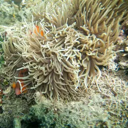 Sebae Anemone, photo 11