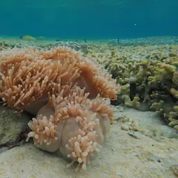 Magnificent Anemone