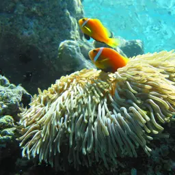 Magnificent Anemone, photo 11