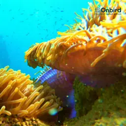 Magnificent Anemone, photo 4