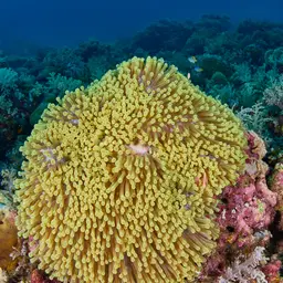 Magnificent Anemone, photo 5