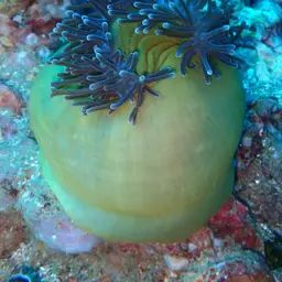 Magnificent Anemone, photo 6