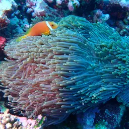 Magnificent Anemone, photo 7