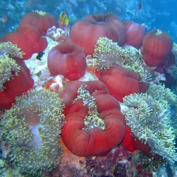 Magnificent Anemone, photo 8