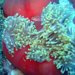 Magnificent Anemone, photo 9